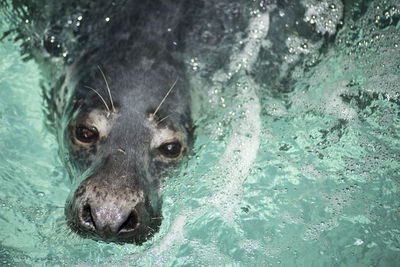 Gray seal swimming