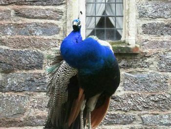 Birds perching on multi colored blue background