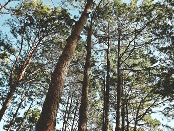 Low angle view of trees in forest against sky