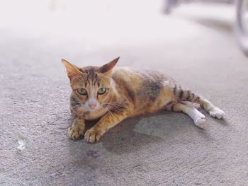 Portrait of ginger cat