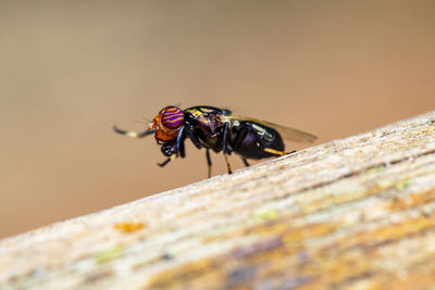 A beautiful macro-photo of tiny fly