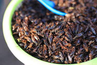 Close-up of seafood in container