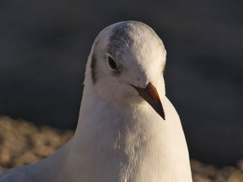 Black-headed gull in winter plumage