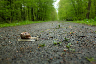 Surface level of dirt road amidst trees in forest