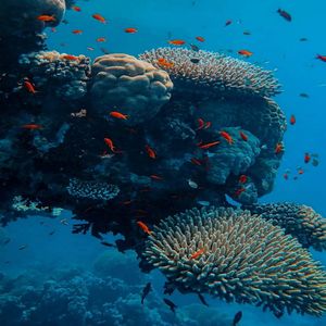 Fishes swimming in sea