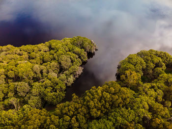 Tree lined lake