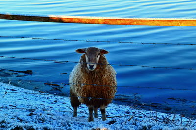 Sheep on field