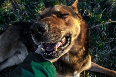 Close-up of a dog looking away