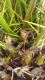 Close-up of plants