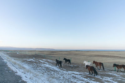 Horses on a field