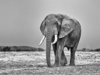 Full length of elephant standing on field against sky
