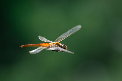 Close-up of insect flying