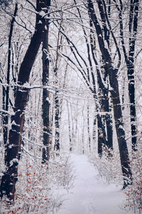 Bare trees in forest during winter