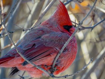 Close-up of bird perching on branch