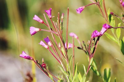 Close-up of pink flowering plant