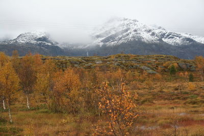 Scenic view of snowcapped mountains and yellow autumn trees