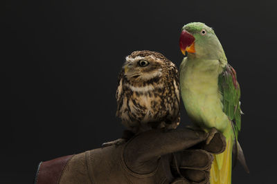 Cropped image hand holding parrots and owl against black background