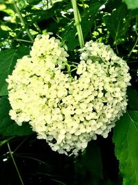 Close-up of white flowering plant