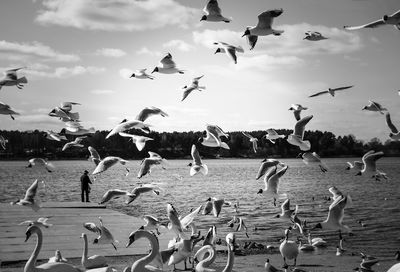 Seagulls flying over river against sky