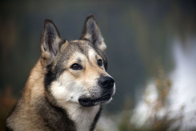 Close-up portrait of dog