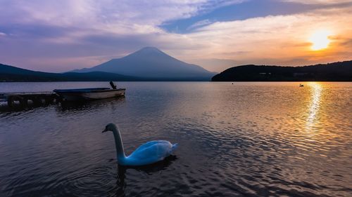 Swan in sea against sky during sunset