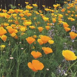 Close-up of yellow crocus flowers blooming on field