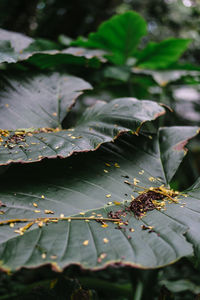 Close-up of insect on leaf