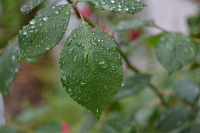 Close-up of raindrops on leaves