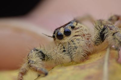Close-up of spider