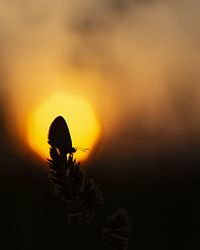 Close-up of silhouette plant against orange sky