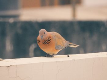 Close-up of bird perching on railing