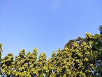 Low angle view of plants against clear blue sky