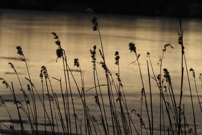 Silhouette plants against lake at sunset