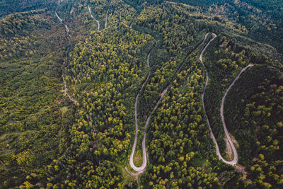 High angle view of road through forest