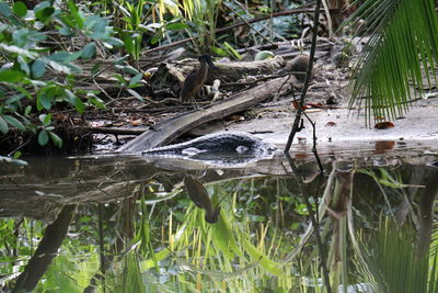 View of a turtle in the water