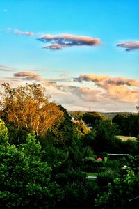 Trees against sky