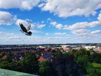 Birds flying over city against sky