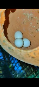 egg