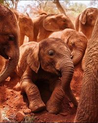 Close-up of elephant