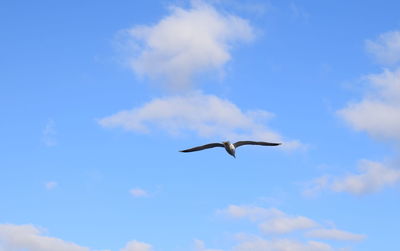 Low angle view of seagull flying in sky