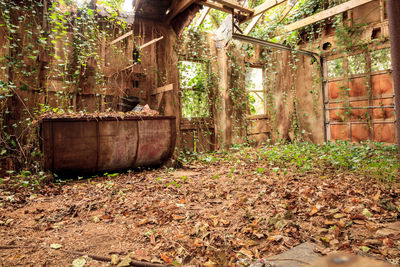 Abandoned building in forest