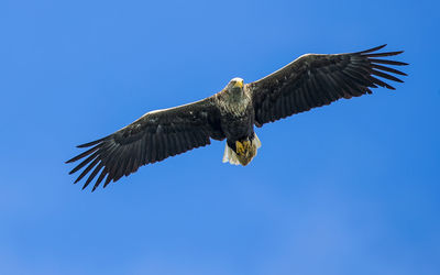 Low angle view of sea eagle flying against clear blue sky