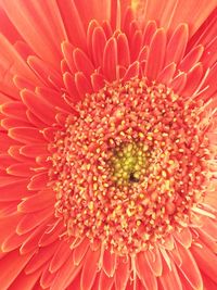 Macro shot of orange flower