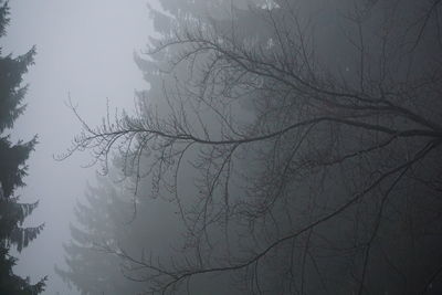 Low angle view of bare tree in foggy weather