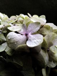 Close-up of flower blooming against black background