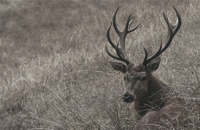 Close-up of deer on field