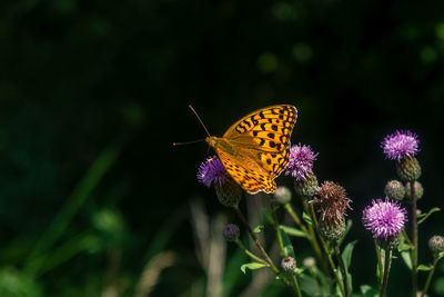 Close-up of butterfly pollinating on pink flower