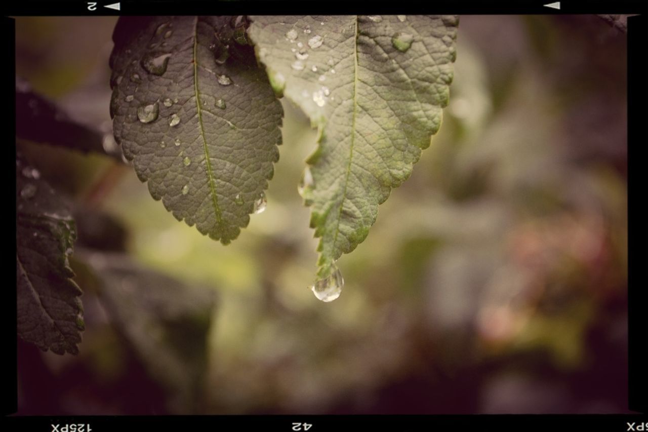 drop, water, wet, close-up, leaf, growth, dew, nature, focus on foreground, freshness, fragility, raindrop, beauty in nature, plant, purity, rain, weather, selective focus, season, droplet