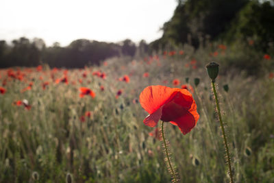 Close-up of red poppy flower on field