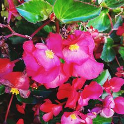 Close-up of pink flowers blooming outdoors